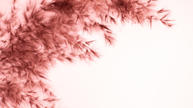 Pink pampas grass. On a light pink background. Soft, warm, banner, background, wallpaper. Gentle