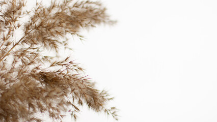 Pampas grass is a natural light brown color. On a light background. Background with gentle soft grass. Fluffy grass on the background. Neutral color. Pastel shades. nude