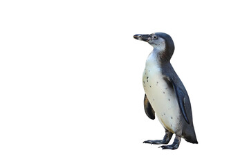 Humboldt penguin standing isolated on transparent background png file	