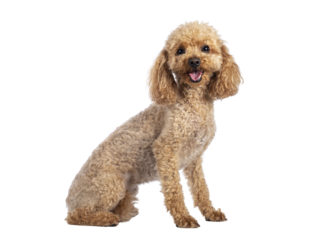 Adorable young adult apricot brown toy or miniature poodle. Recently groomed. Sitting side ways facing camera with mouth open showing tongue. Isolated cutout on a transparent background.