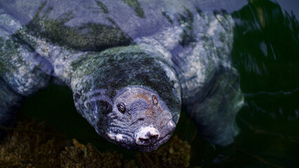 Nile tortoise. African softshell turtle or Nile softshell turtle (Trionyx triunguis). Wildlife in Mugla, Ortaca Dalyan delta.