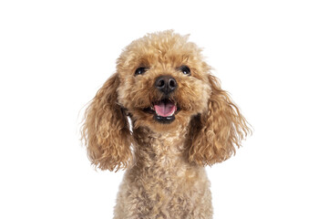 Head shot of adorable young adult apricot brown toy or miniature poodle. Recently groomed. Sitting ...