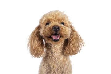 Head shot of adorable young adult apricot brown toy or miniature poodle. Recently groomed. Sitting  facing camera with mouth open showing tongue. Isolated cutout on a transparent background.