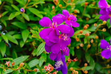 Flowers in the garden. January in Dalat in Vietnam. 