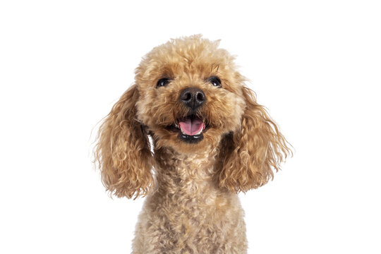 Head shot of adorable young adult apricot brown toy or miniature poodle. Recently groomed. Sitting  facing camera with mouth open showing tongue. Isolated cutout on a transparent background.