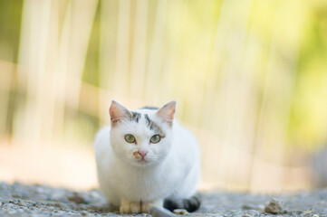 京都 伏見稲荷大社の森に暮らす野生の白猫