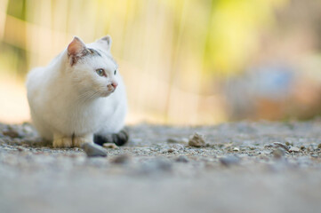 京都 伏見稲荷大社の森に暮らす野生の白猫