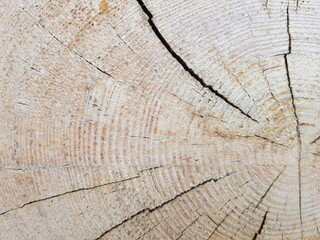 Fototapeta premium wood texture