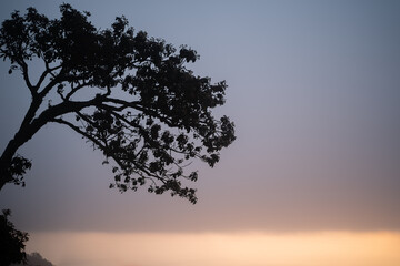 Fototapeta na wymiar Silhouette of tree on hill during sunset.