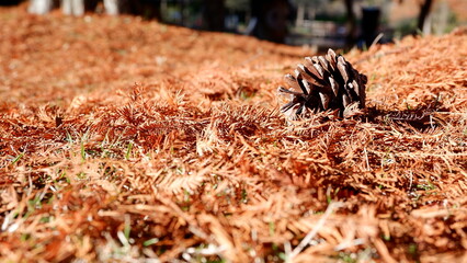 Pine cones on the ground in winter in brown tones.