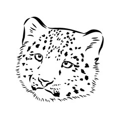 vector snow leopard, irbis wild cats graphic illustration