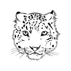 vector snow leopard, irbis wild cats graphic illustration