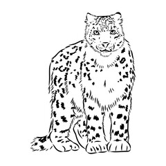 vector snow leopard, irbis wild cats graphic illustration