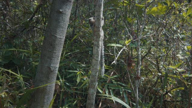 Woman takes picture on the monkey in a forest. Young woman films Goeldi's marmoset or Goeldi's monkey in the Brazilian jungles