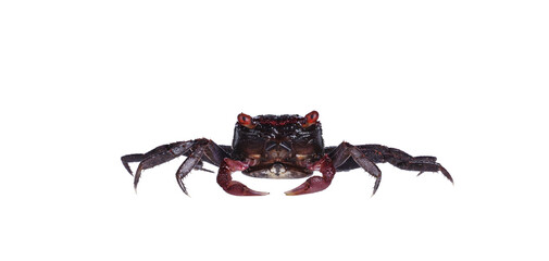 Red purple Vampire Crab, showing both red eyes. isolated cutout on a transparent background, standing facing camera. Looking towards camera