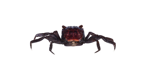Red purple Vampire Crab, showing both red eyes. isolated cutout on a transparent background, standing facing camera. Looking towards camera