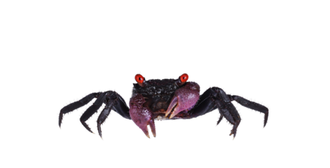 Red purple Vampire Crab, showing both red eyes. isolated cutout on a transparent background, standing facing camera. Looking towards camera