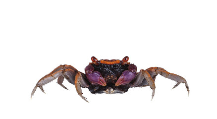 Orange purple Vampire Crab, standing facing camera. Looking towards camera, showing both eyes. isolated cutout on a transparent background