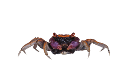 Orange purple Vampire Crab, standing facing camera. Looking towards camera, showing both eyes. isolated cutout on a transparent background