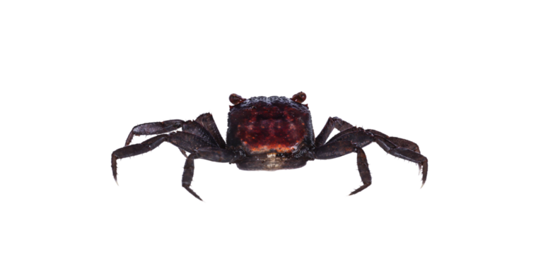 Red purple Vampire Crab, showing both red eyes. isolated cutout on a transparent background, standing facing camera. Looking towards camera