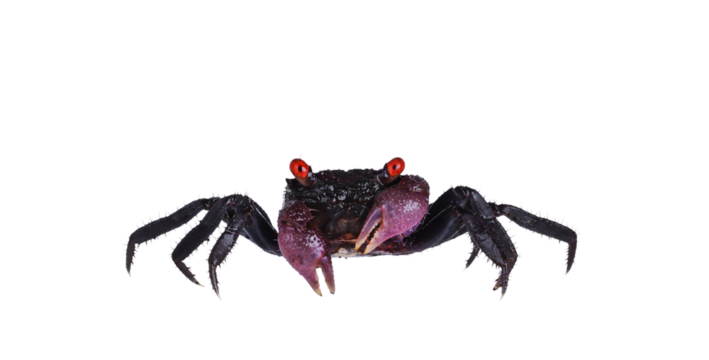 Red purple Vampire Crab, showing both red eyes. isolated cutout on a transparent background, standing facing camera. Looking towards camera