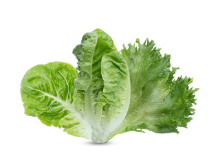 Head of fresh organic lettuces salad .Healthy food concept with copy space on transparent.