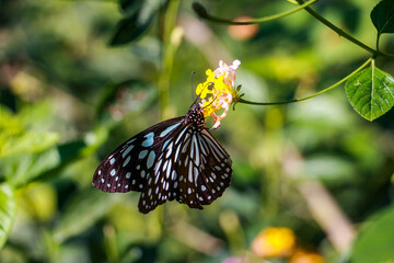 Beautiful butterfly in Asia (Laos and Thailand), peaceful nature