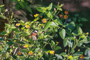 Beautiful butterfly in Asia (Laos and Thailand), peaceful nature