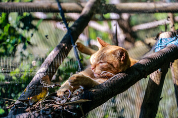 Lazy Cat sleeping Thailand Asia. Relaxing kitty in the nature. Wallpaper