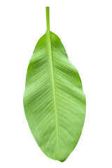Obraz premium banana leaves