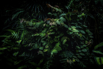 Fototapeta na wymiar Dark green leaves. Thick tropical green. Natural, moody background. Rainforest plants.