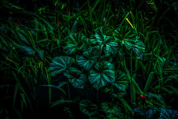 Dark green leaves. Thick tropical green. Natural, moody background. Rainforest plants.