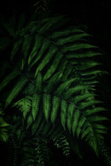 Fototapeta na wymiar Background with fern leaves. Dense thickets of plants in the forest. Natural background with shade-loving plants.