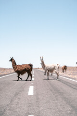 Lamas walking on the street in South America