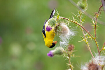 A Goldfinch Eats Thistle Seeds
