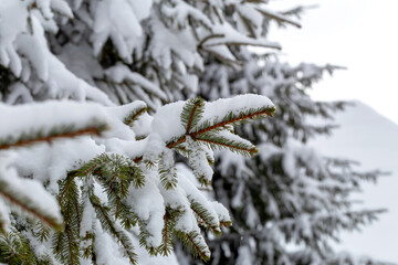 Spruce branch under the snow on the background of the mountain