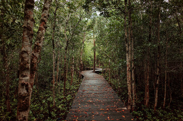 mangrove forest tracking