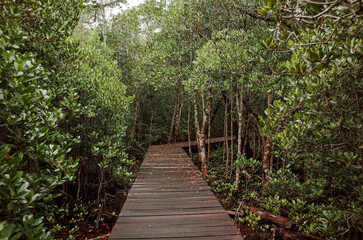 Fototapeta premium mangrove forest tracking