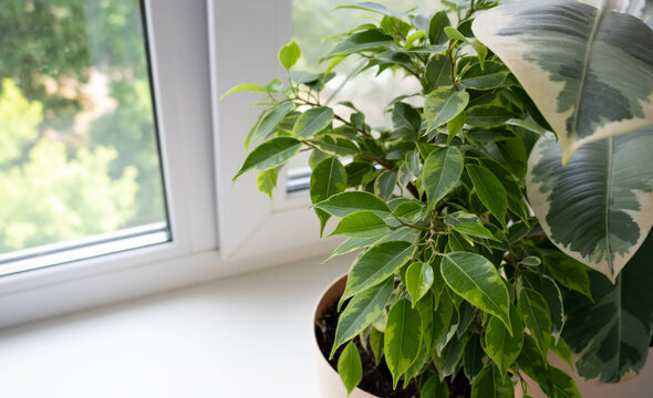 Ficus Benjamin na stands on the windowsill on a sunny day