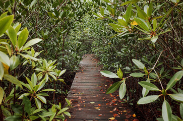 Fototapeta na wymiar mangrove forest tracking