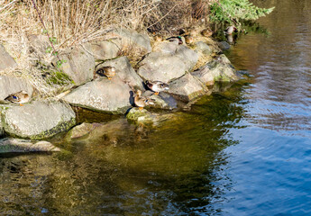 Naklejka na ściany i meble Creek Ducks On Rocks 2