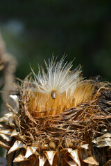 Artichoke thistle seeds