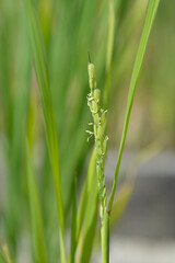 Common rice flowers