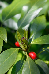 Fototapeta premium Japanese laurel