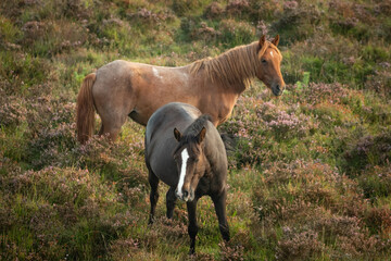 Fototapeta premium Wild horses in the New Forest National Park- UK