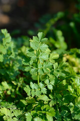 Narrow-leaved water-dropwort leaves