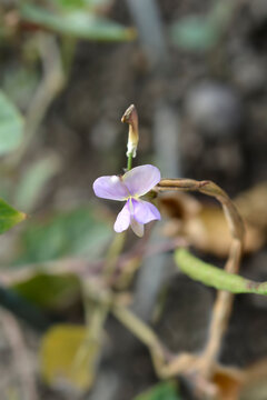 Catjang cowpea flower