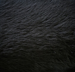 Long black fur of a dog. Faux fur fabric. Artificial fur fabric texture, useful as background.