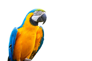 Blue-and-yellow macaw isolated (Ara ararauna)