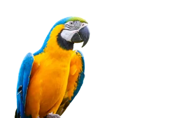 Fotobehang Blue-and-yellow macaw isolated (Ara ararauna) © Adrian 